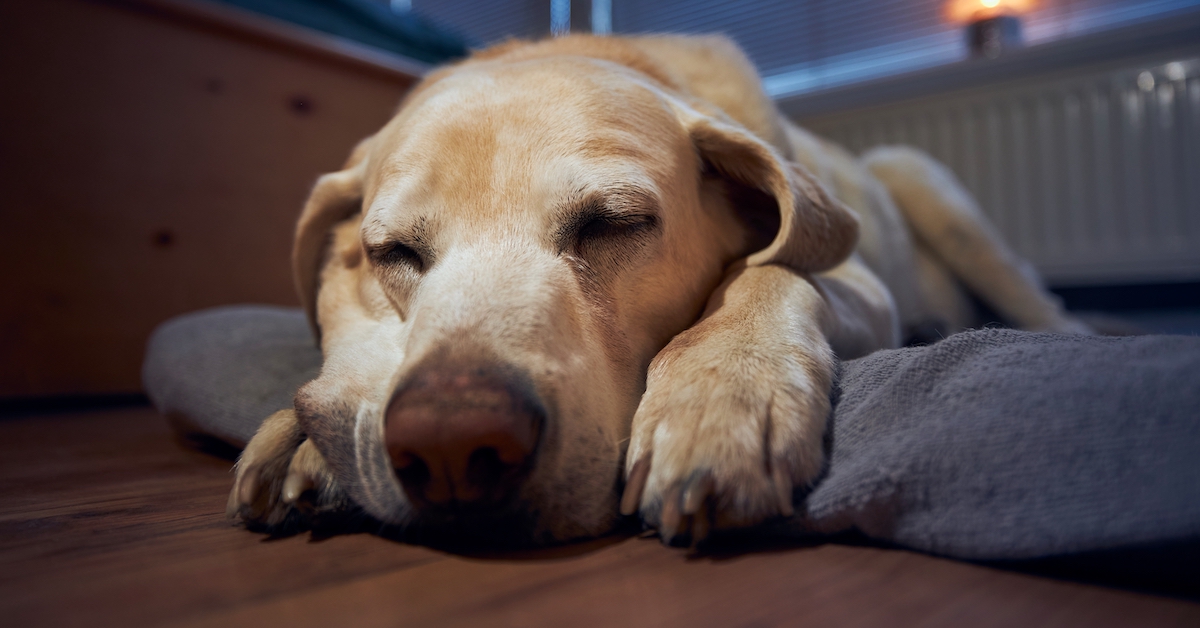 Does My Elderly Dog Need an Orthopedic Bed?